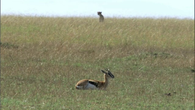 猎豹(Acinonyx jubatus)跟踪汤姆森瞪羚(Eudorcus thomsonii)，马赛马拉，肯尼亚视频下载