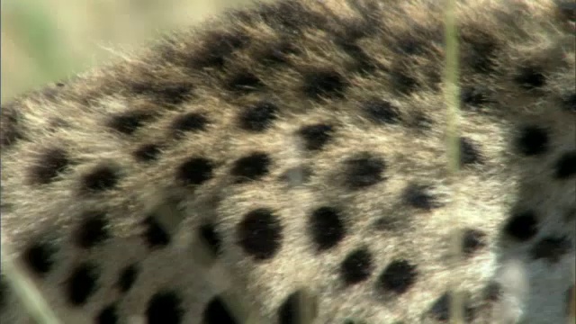 肯尼亚马赛马拉大草原上潜行猎豹的肩胛骨视频素材
