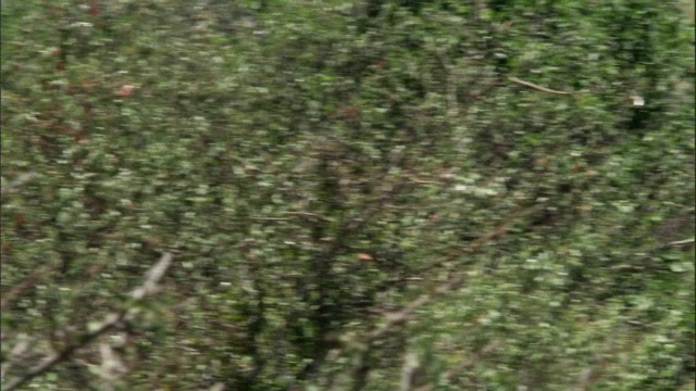 肯尼亚马赛马拉，猎豹追逐汤姆森瞪羚视频素材