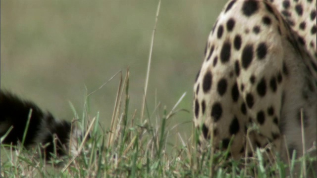肯尼亚马赛马拉，猎豹(Acinonyx jubatus)抽动尾巴视频素材