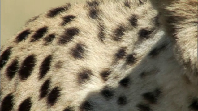 肯尼亚马赛马拉大草原上潜行猎豹的肩胛骨视频素材