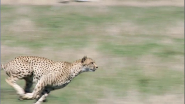 猎豹(Acinonyx jubatus)在肯尼亚马赛马拉大草原上奔跑视频下载