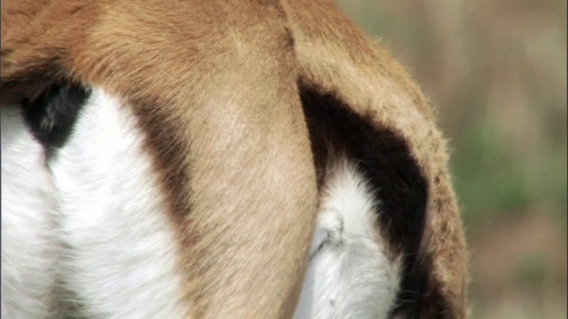汤姆逊瞪羚(Eudorcus thomsonii)葛拉兹，肯尼亚马赛马拉视频素材