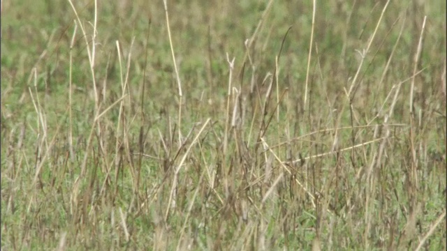 汤姆逊瞪羚逃跑，马赛马拉，肯尼亚视频素材