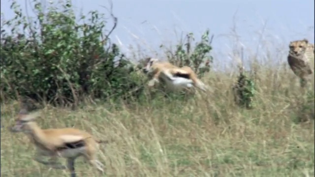 肯尼亚马赛马拉，猎豹追逐汤姆森瞪羚视频下载