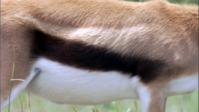 汤姆逊瞪羚逃跑，马赛马拉，肯尼亚视频素材