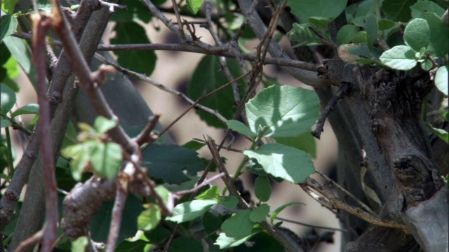肯尼亚马赛马拉，猎豹(Acinonyx jubatus)的叶子上有斑点的皮毛视频素材