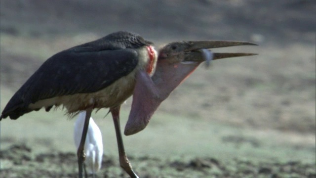 赞比亚卢安瓜，鹳鸟吞食鲶鱼的猎物视频下载