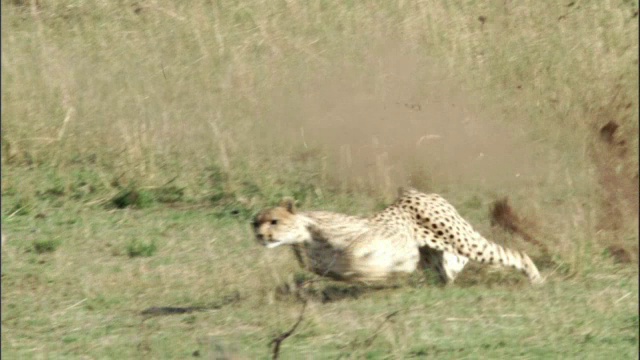 肯尼亚马赛马拉，猎豹追逐并捕捉汤姆森瞪羚视频下载