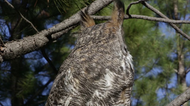 大角猫头鹰在树上鸣叫的特写。视频下载