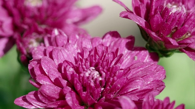 微距拍摄的紫罗兰花。视频下载