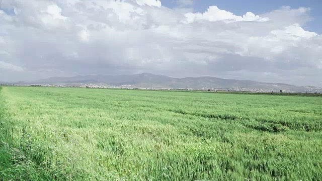 慢镜头:大片田野里高高的草在风中飘扬视频素材