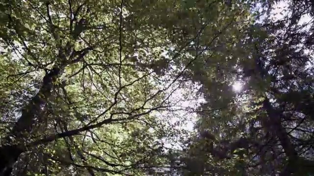 穿过森林，树木，阳光视频下载