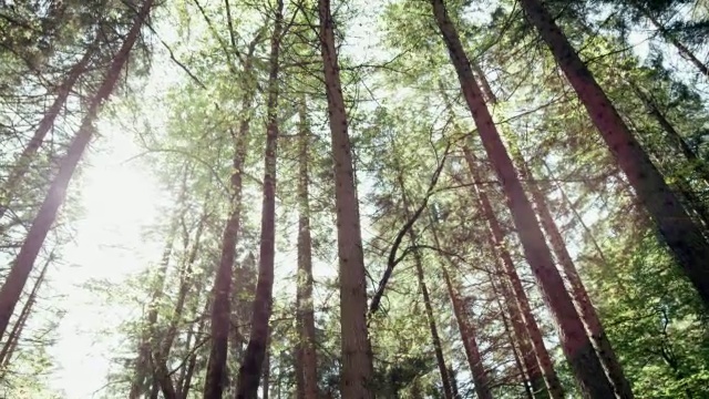 森林里，阳光穿过树林，摄影车拍摄视频下载