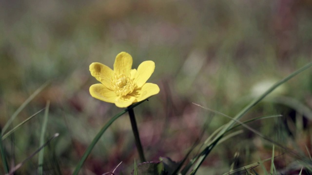 黄色的花,近视频素材