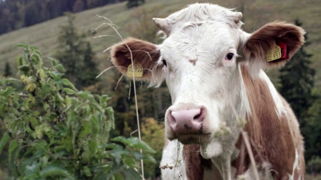 山川景观，牛，近视频素材