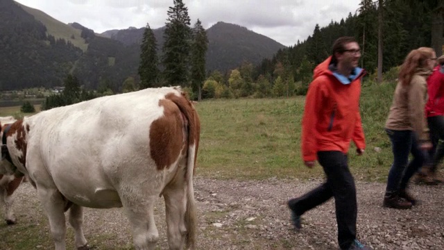 人走山路，牛横着走视频素材