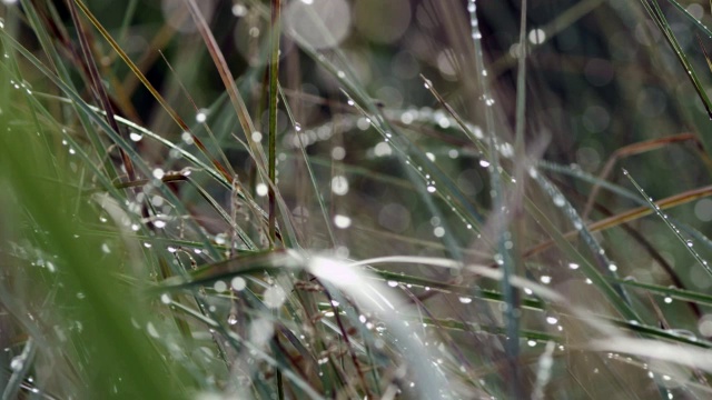 草叶，露珠，靠近视频素材