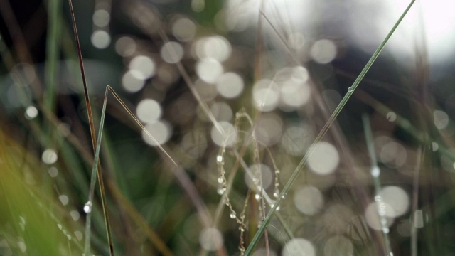 草叶，露珠，靠近，架焦点视频下载