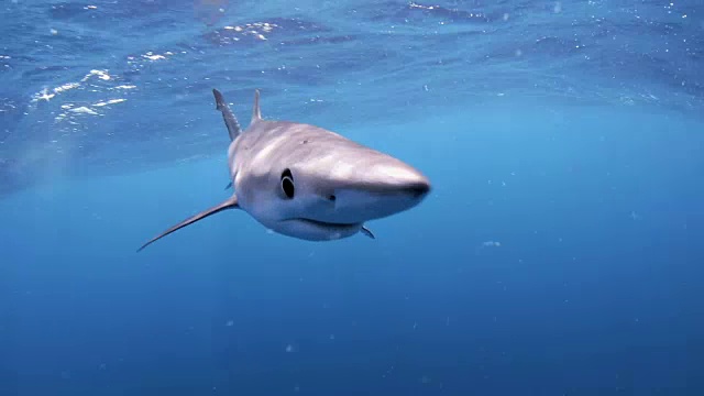 蓝鲨(Prionace Glauca) -特写视频素材