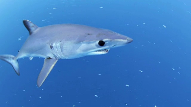 短鳍灰鲭鲨(Isurus Oxyrinchus) -近距离视频素材