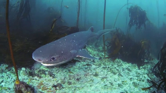 宽鼻塞文吉尔牛鲨-开普敦，南非视频下载