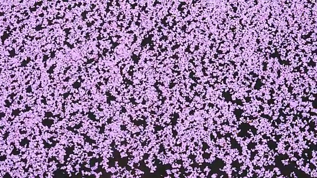 在目黑河边的粉红色地毯上拍摄了无数的樱花落花。粉红色的地毯在河面上缓缓移动。视频下载
