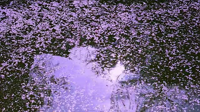 涟漪缓缓流过，带走了目黑河边无数凋谢的樱花。柔和的阳光照亮了河面上的涟漪和落下的樱花。视频下载
