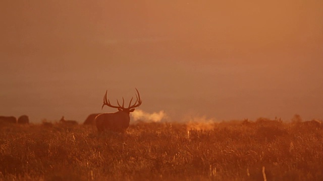 WS拍摄的大型公麋鹿(加拿大鹿)在日出背光鸣叫视频下载