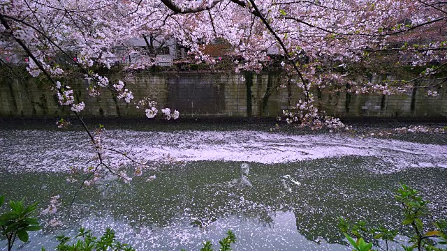 掉落的樱花粉红色的地毯(花合田)慢慢地移动水面，流向下游的目黑河在樱花树下。柔和的阳光照亮了河面上的涟漪和落下的樱花。视频下载
