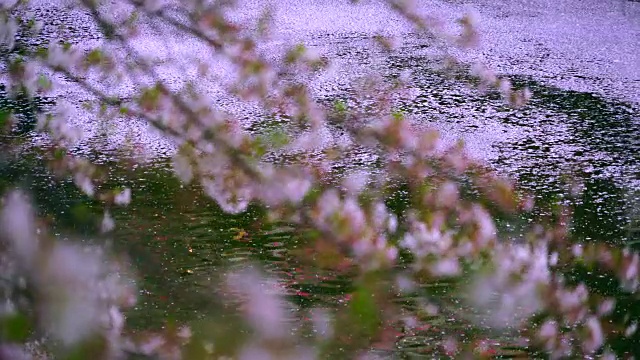掉落的樱花粉红色的地毯(花合田)慢慢地移动水面，流向下游的目黑河在樱花树下。柔和的阳光照亮了河面上的涟漪和落下的樱花。视频下载
