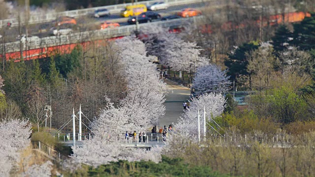 东步高速公路附近，游客们在樱花中漫步视频购买