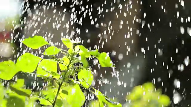 绿油油的植物在雨中，慢动作。,慢动作视频素材