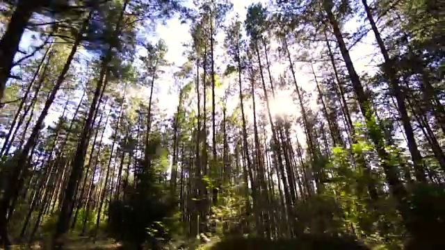 慢镜头:车窗外的森林视频素材