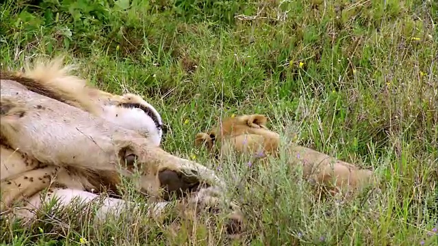 顽皮的狮子幼崽和它的父亲狮子的镜头视频素材