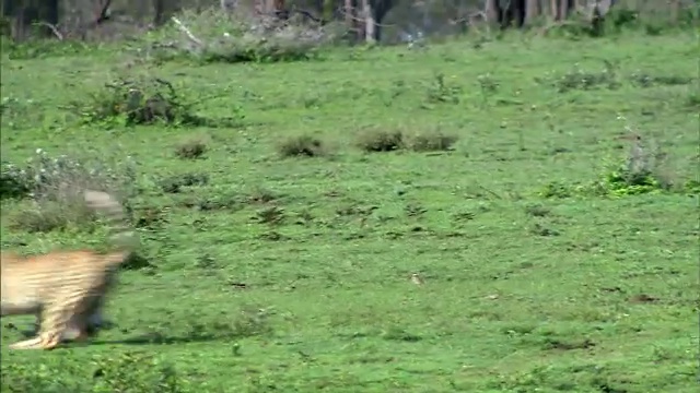 猎豹猎取羚羊的镜头视频素材