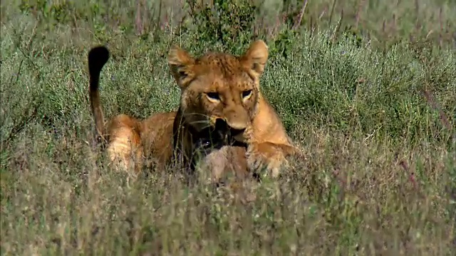 拍摄的母狮狩猎小羚羊幼崽视频素材