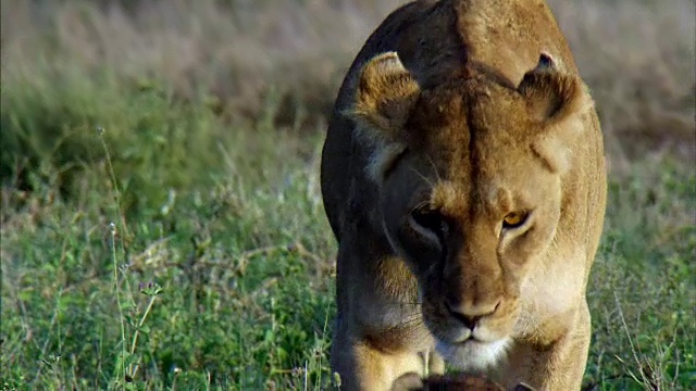 母狮和它们的幼崽排成一行视频素材