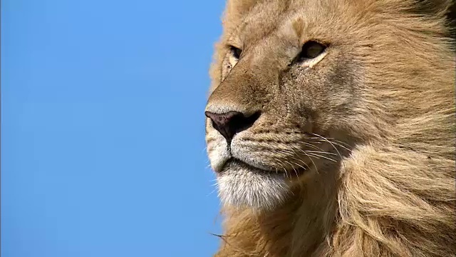 狮子的镜头视频下载
