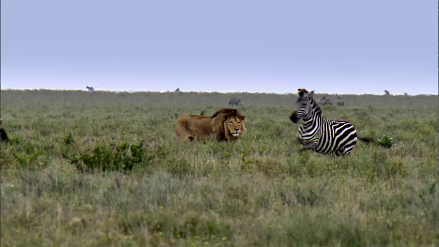 斑马从狮子身边跑开的镜头视频素材