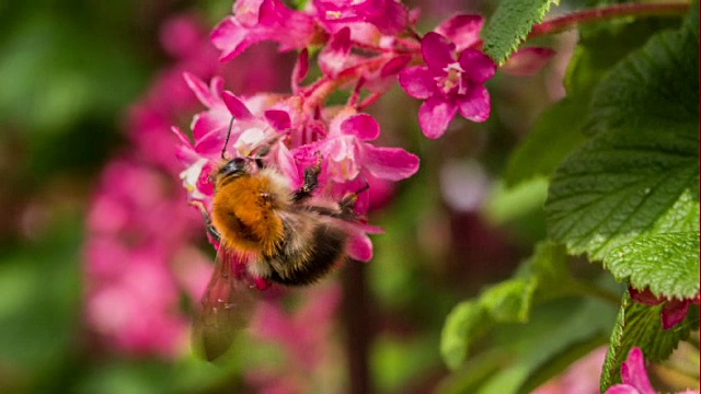 大黄蜂在粉红色的花上视频素材