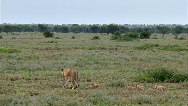 拍摄的母狮和她的幼崽走在一条线视频素材