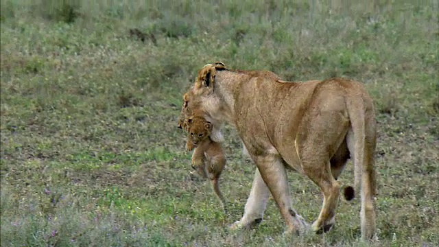 狮子幼崽被妈妈叼着视频下载