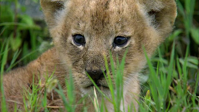 狮子幼崽照片视频素材