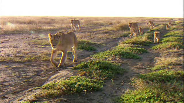 一群母狮和幼崽在散步视频素材