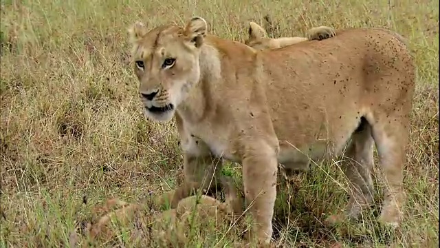 拍摄的母狮和她顽皮的幼崽视频素材