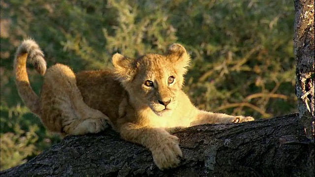 狮子幼崽照片视频素材