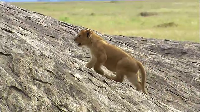 狮子幼崽爬上一块大岩石视频素材