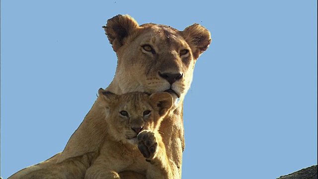 拍摄的狮子幼崽和它的母亲狮子视频素材