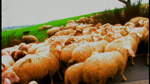 宽阔的羊群走在路上/德国慕尼黑视频素材